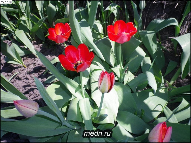 Тюльпаны красные