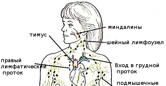 лимфатическая система шеи