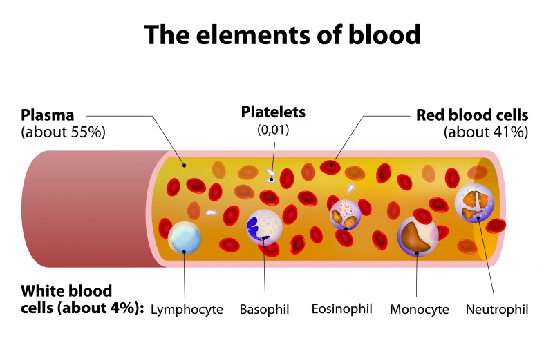 Состав крови