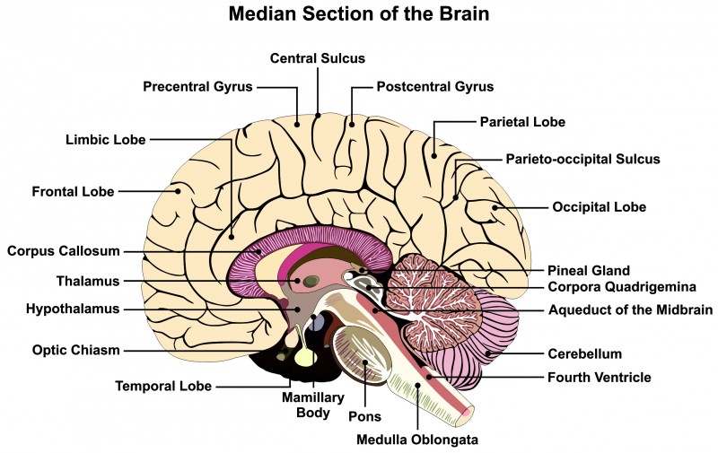 строение мозга