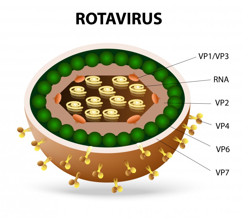 ротовирус